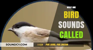 Understanding Bird Sounds: What Are Their Unique Calls Named?