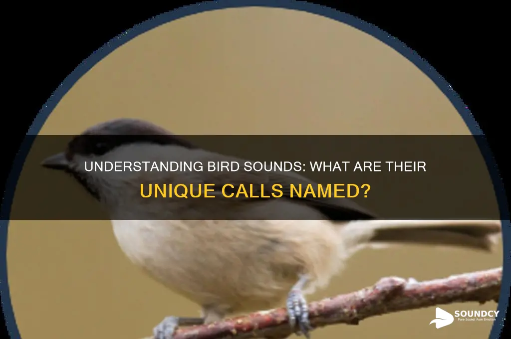 what are bird sounds called