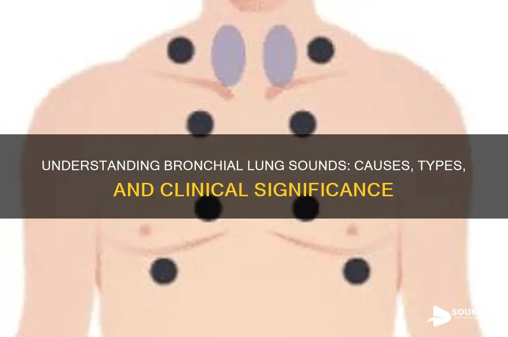 what are bronchial lung sounds