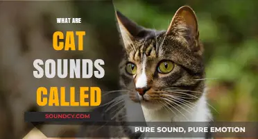 Understanding Cat Communication: What Are Cat Sounds Called?