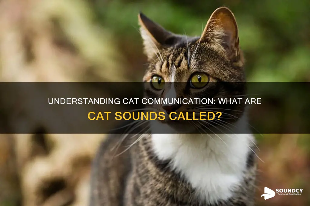 what are cat sounds called