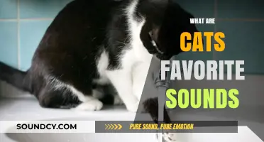Purring, Chirping, and More: Unveiling Cats' Most Cherished Sounds
