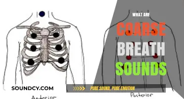 Understanding Coarse Breath Sounds: Causes, Symptoms, and Treatment Options