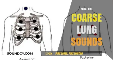 Understanding Coarse Lung Sounds: Causes, Symptoms, and Diagnosis Explained