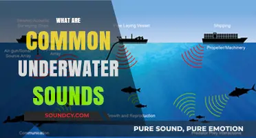 Exploring the Ocean's Symphony: Common Underwater Sounds Revealed