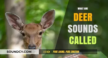 Understanding Deer Communication: What Are Their Unique Sounds Called?