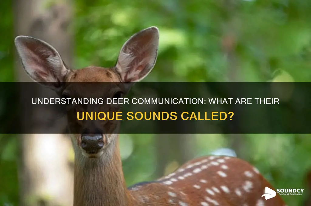 what are deer sounds called