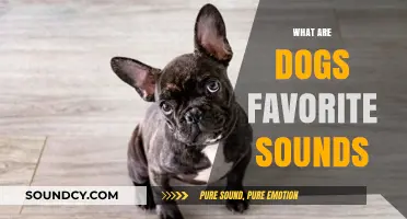 Unleashing Joy: Discovering the Sounds Dogs Love Most