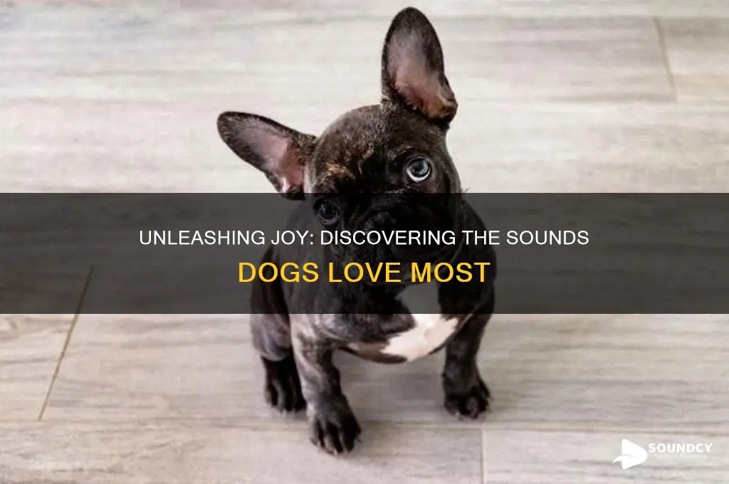 what are dogs favorite sounds
