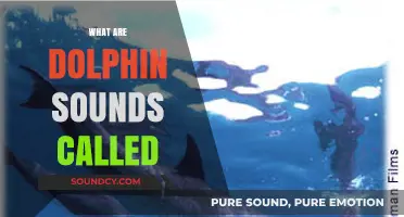 Unveiling the Mystery: What Are Dolphin Sounds Called and Why?