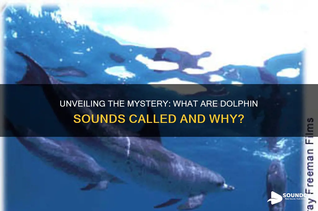 what are dolphin sounds called