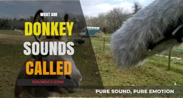 Understanding Donkey Sounds: What Are Their Unique Vocalizations Called?