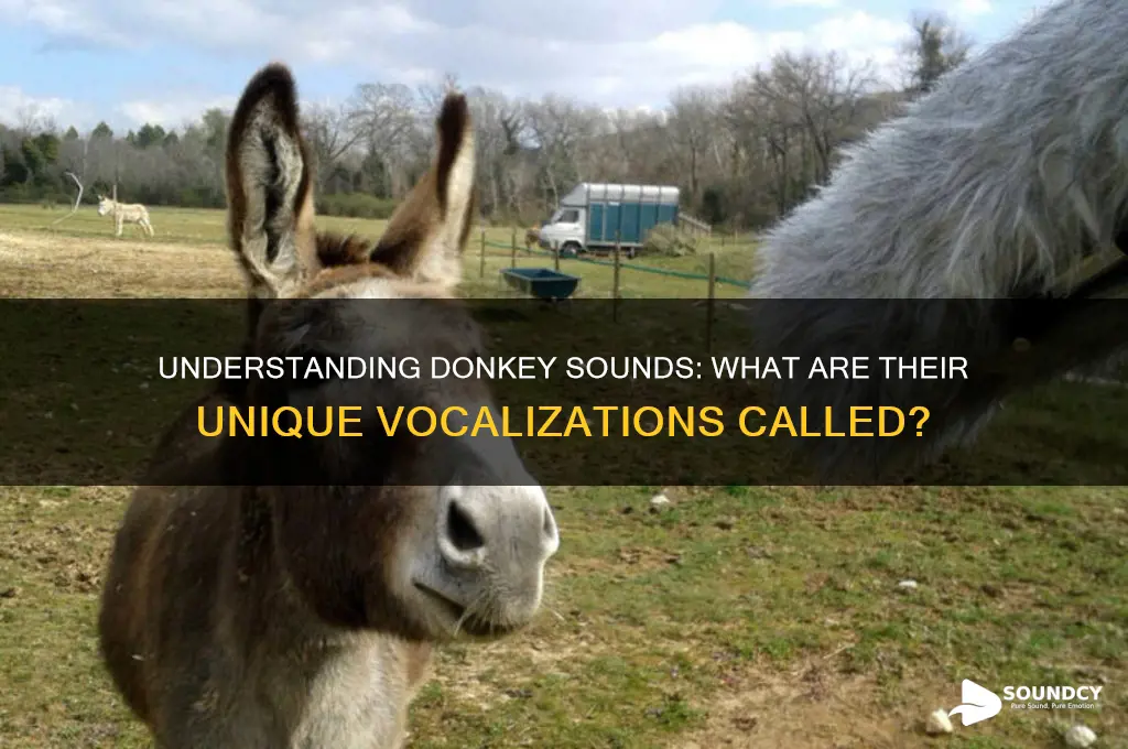 what are donkey sounds called