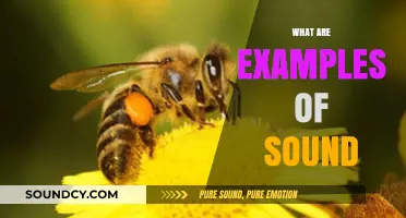 Exploring Sound Examples: From Nature's Whispers to Urban Rhythms