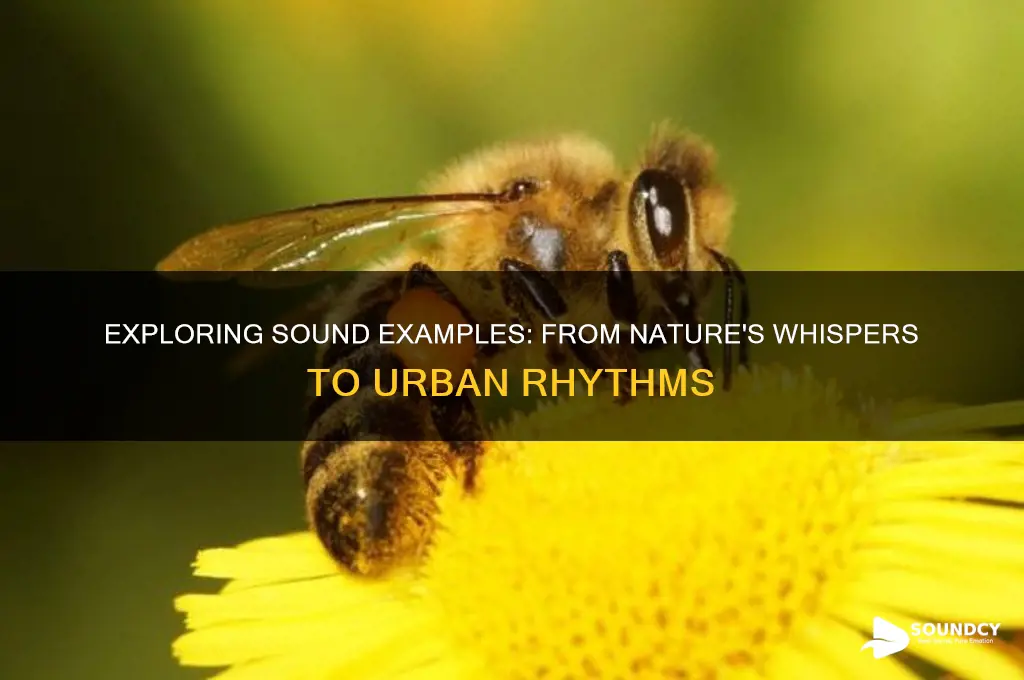 what are examples of sound