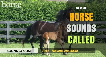 Understanding Horse Sounds: What Are Their Vocalizations Called?