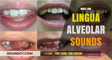 Understanding Lingua Alveolar Sounds: Definition, Examples, and Articulation Techniques