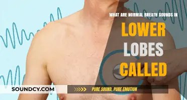 Exploring Normal Breath Sounds in the Lower Lobes: A Guide