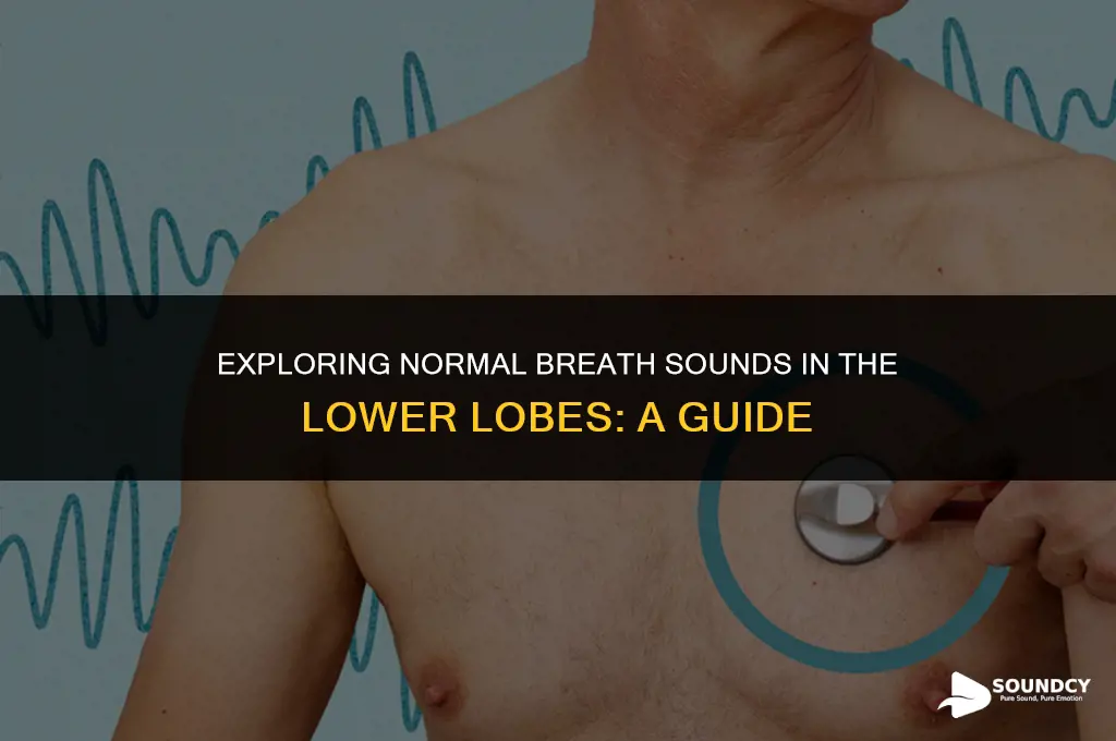 what are normal breath sounds in lower lobes called
