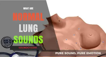 Understanding Normal Lung Sounds: A Comprehensive Guide for Beginners