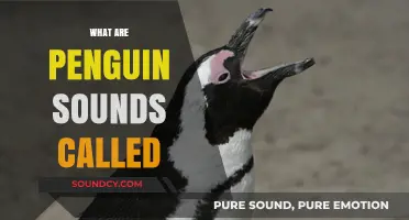 Unveiling the Unique Vocalizations: What Are Penguin Sounds Called?