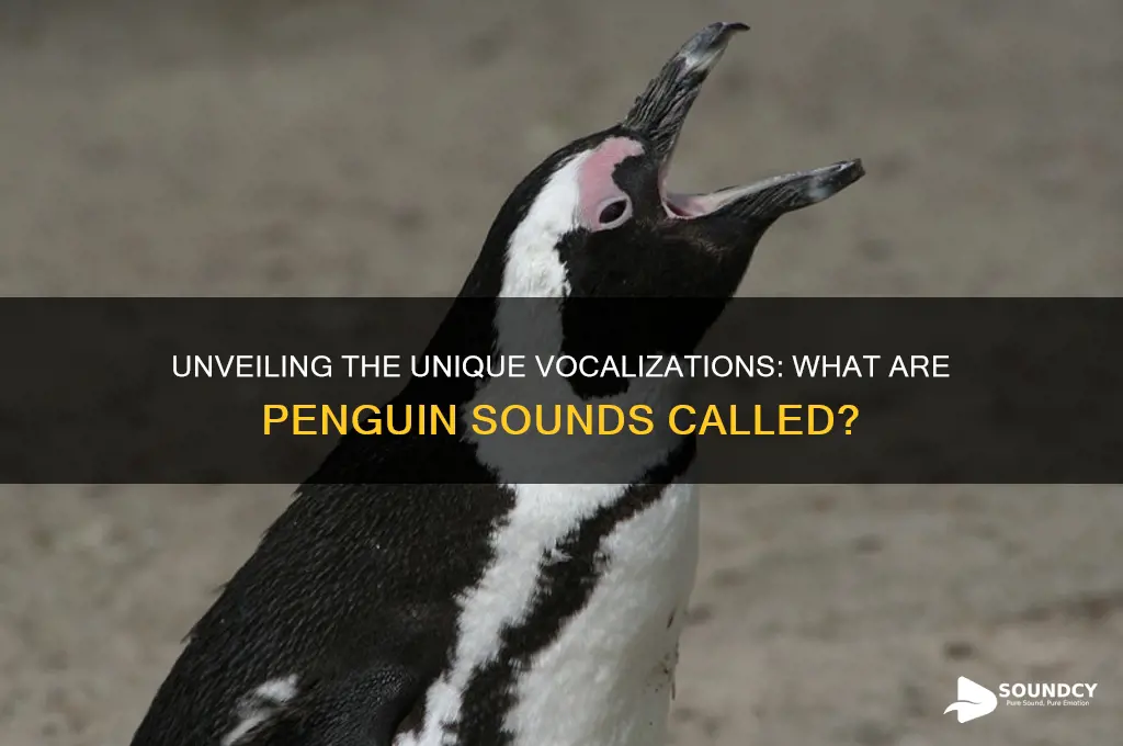 what are penguin sounds called
