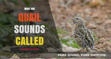 Unveiling the Unique Vocalizations: What Are Quail Sounds Called?