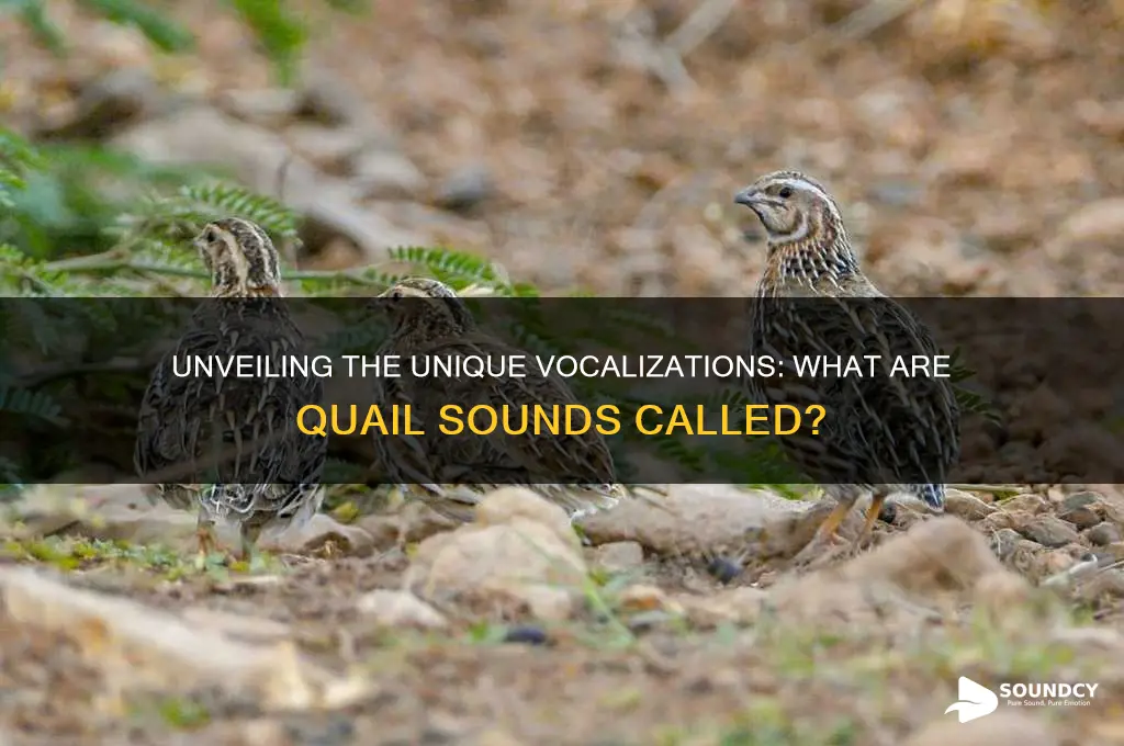 what are quail sounds called