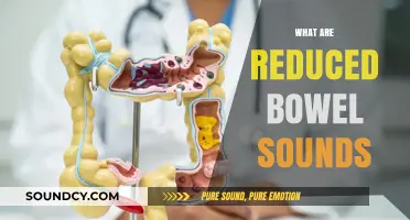 Understanding Reduced Bowel Sounds: Causes, Symptoms, and When to Seek Help