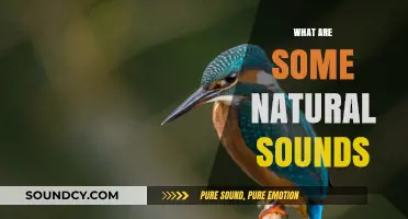 Exploring Nature's Symphony: Discovering the Soothing Sounds of the Natural World