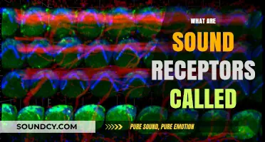 Unveiling the Mystery: What Are Sound Receptors Called in Our Ears?