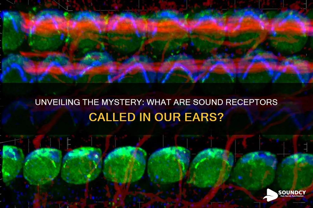 what are sound receptors called