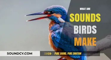Exploring the Fascinating World of Bird Sounds and Their Meanings