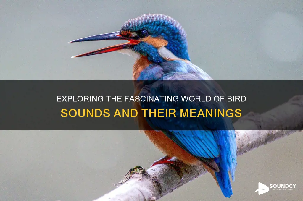 what are sounds birds make