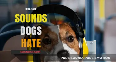 Unwanted Noises: Sounds That Irritate and Stress Out Dogs