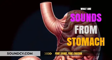 Understanding Stomach Noises: Causes and Meanings of Digestive Sounds