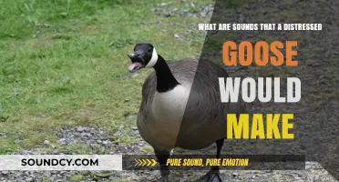 Decoding Goose Distress: Understanding Their Agonized Honks and Calls