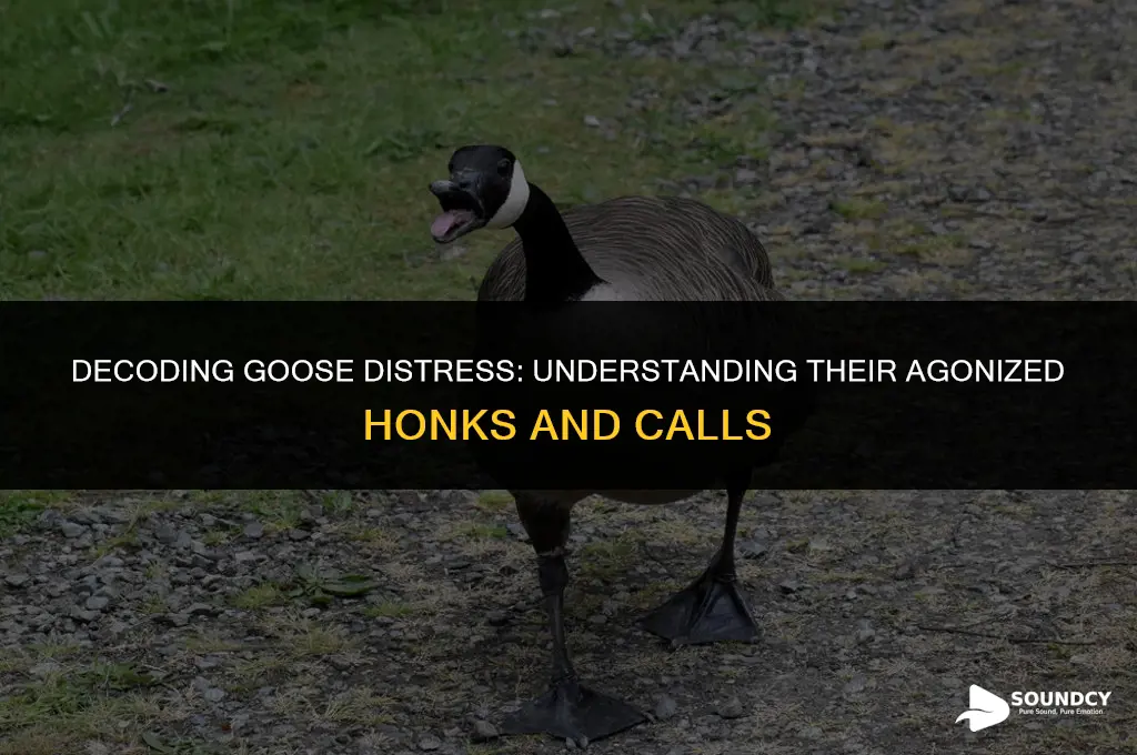 what are sounds that a distressed goose would make