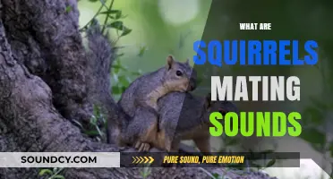 Unveiling the Mystery: Understanding Squirrel Mating Calls and Noises