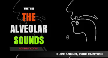 Understanding Alveolar Sounds: A Comprehensive Guide to Their Production and Role