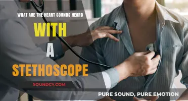 Exploring the Symphony of Heart Sounds Through a Stethoscope