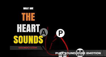 Understanding Heart Sounds: A Comprehensive Guide to Cardiac Auscultation