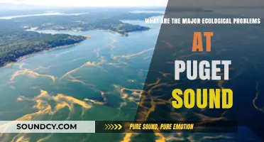 Unveiling Puget Sound's Ecological Challenges: A Comprehensive Overview