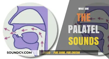 Understanding Palatal Sounds: A Comprehensive Guide to Their Articulation