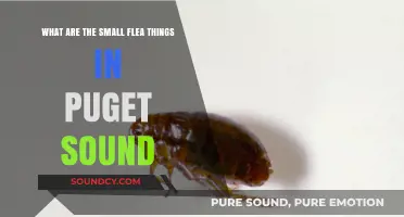 Exploring Puget Sound's Tiny Flea-like Mysteries: A Deep Dive