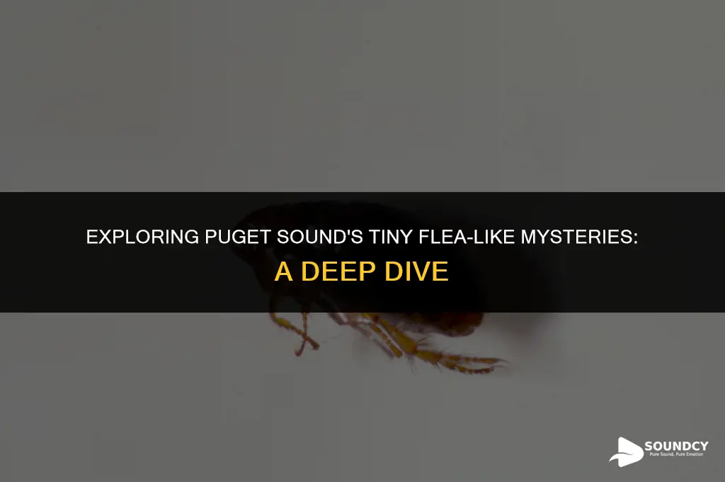 what are the small flea things in puget sound