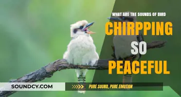 Nature's Melody: Unraveling the Serenity of Birdsong