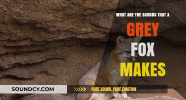 Vocalizations of the Elusive Grey Fox: A Sonic Exploration