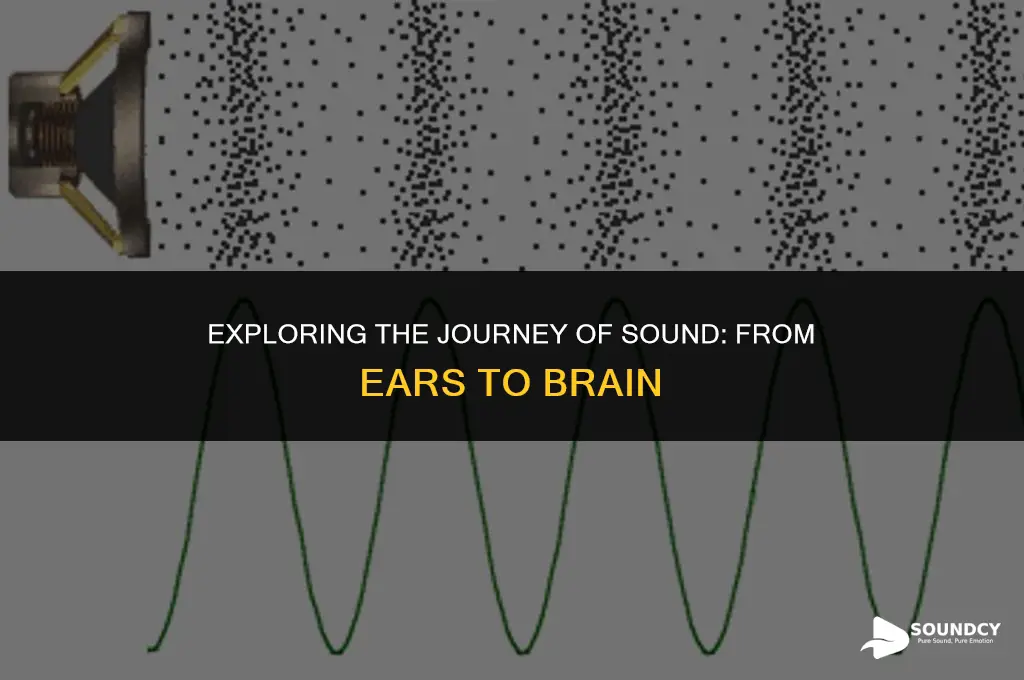 what are the steps of sensing and processing sound