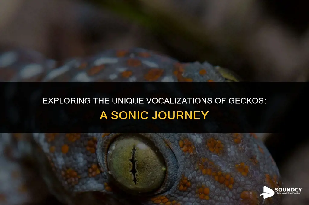 what are the typical sounds that a gecko makes
